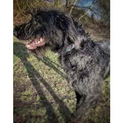 "The Maddy" Designer Dog Collar Set-1